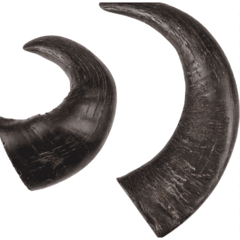 Buffalo Horn Medium