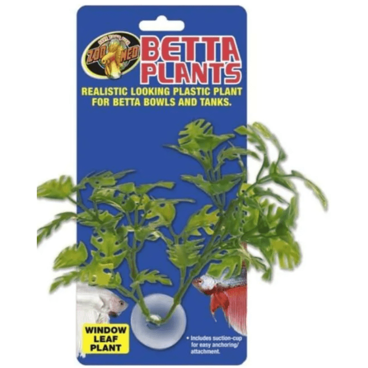 Betta Plant-Window Leaf