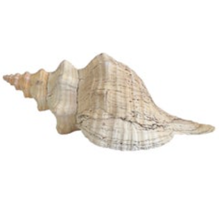 California Horse Conch Shell