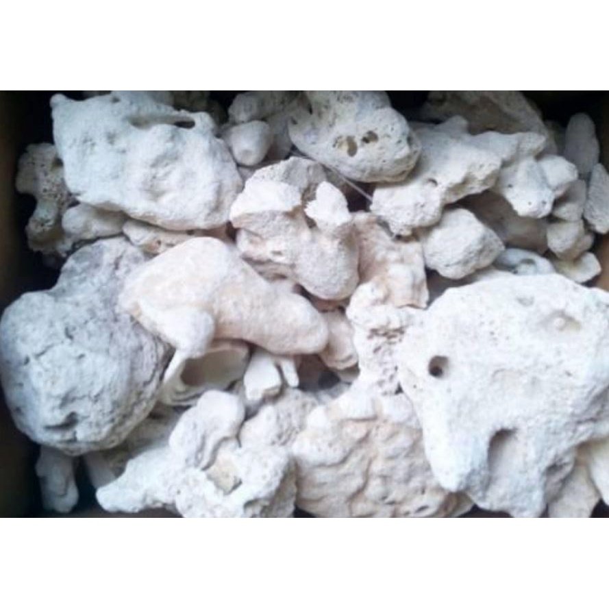Coral Stones 4-6cm 1kg