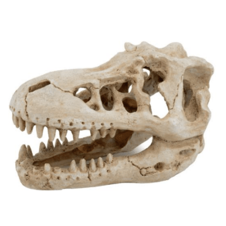 Tyrannosaurus Rex Skull Decor 17.5x11.5x10.5cm