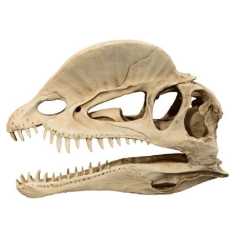 Dilophosaurus Dinosaur Skull Decor  19x6x13cm