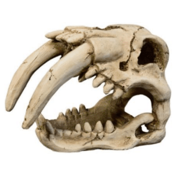 Tiger Skull Decor 15x9.5x11cm