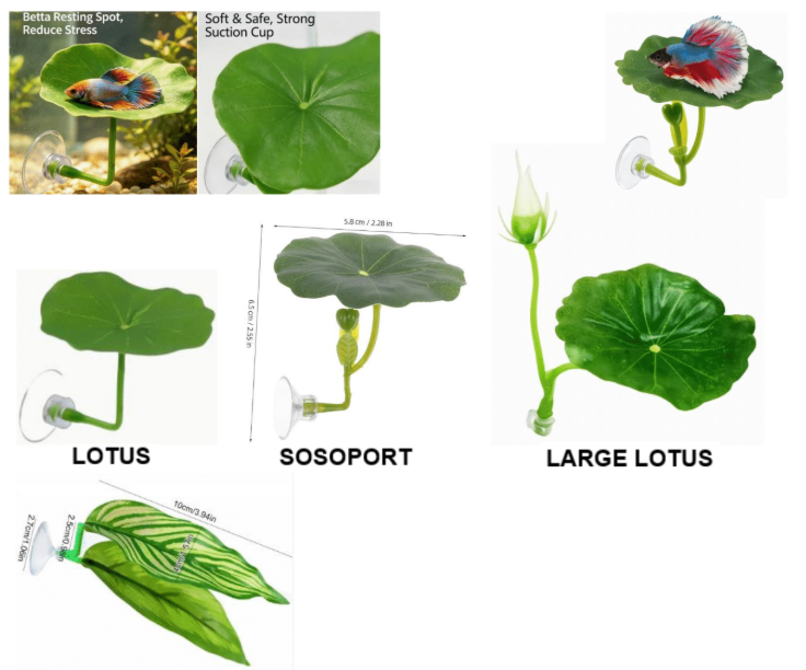 Betta Fish Rest Leaf