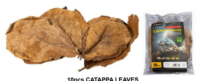 10pcs Catappa Leaves