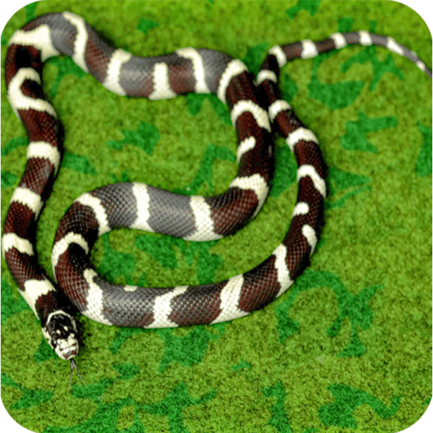 Resun Tropical Carpet Terrarium Mat 75.2x29.5cm