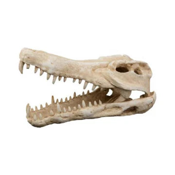 Crocodile Skull Decor 44×22×25cm