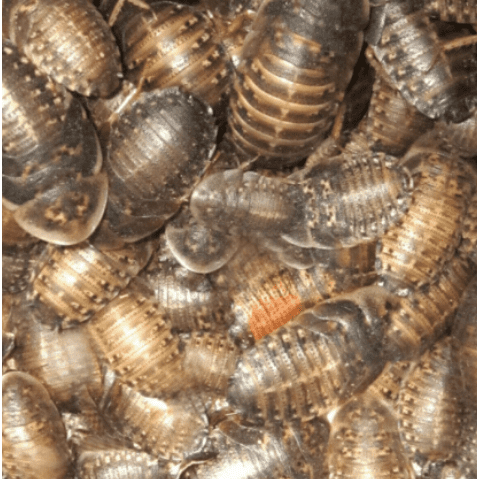 Live Dubia Roaches