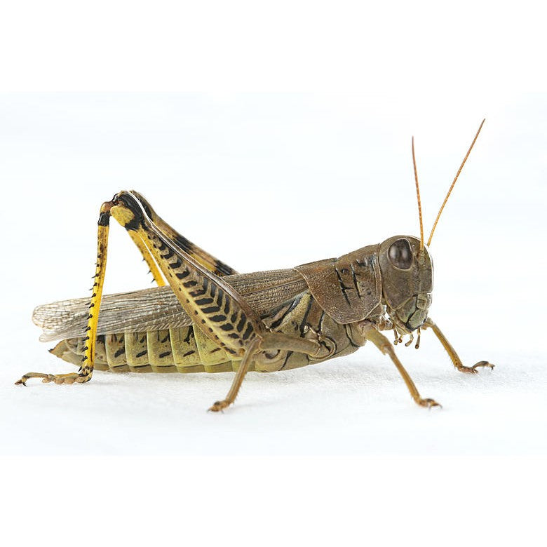 Live Locusts