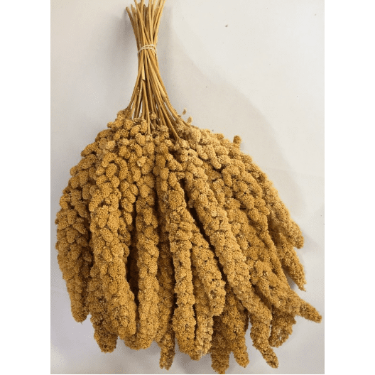 Yellow Millet Spray French 1.5kg