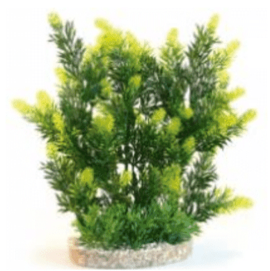 Aqua Plant Hedge 24cm