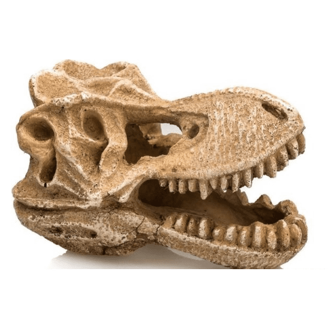T-Rex Dinosaur Giganterra Skull