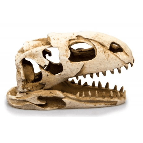 Giganterra Dinosaur Skull 19x8x11cm
