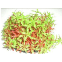 Aquarium Plastic Bush Red & Green 9cm